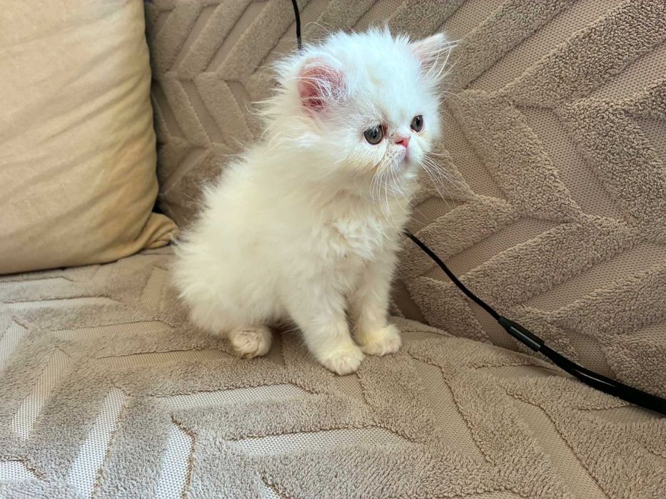 Персийски котенца