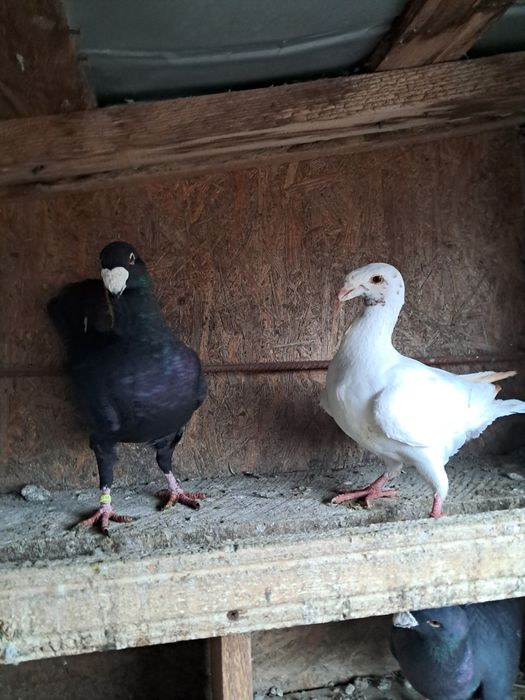 Porumbei de vânzare