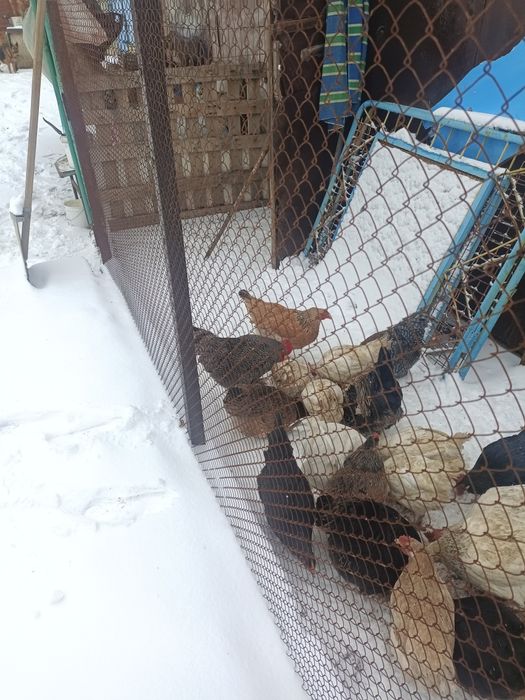 Продам петухов молодые