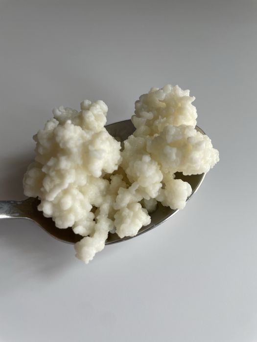 Ciuperca de chefir, grăuntele de chefir, grăuntele tibetan