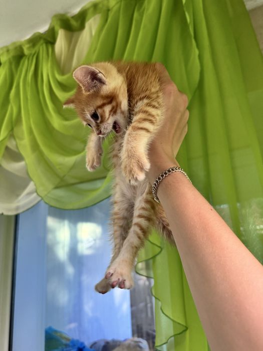 Котята бесплатно