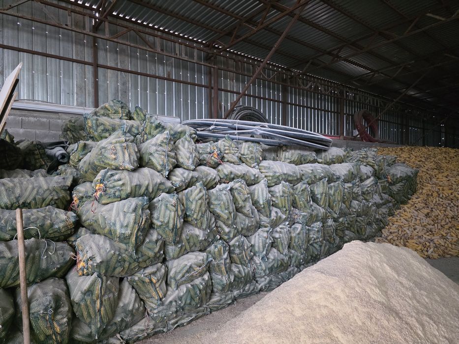 Продам кукурузу в початках, сухой