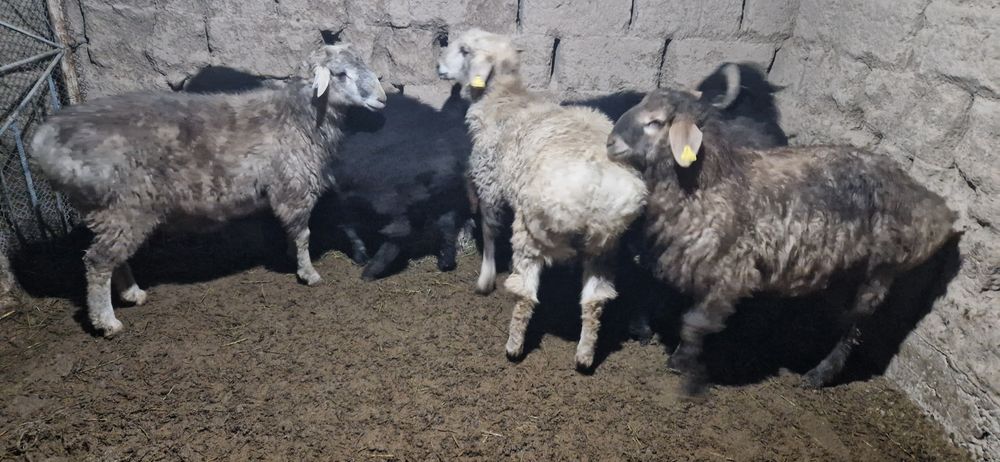 Тоқты қошқарлар сатылады