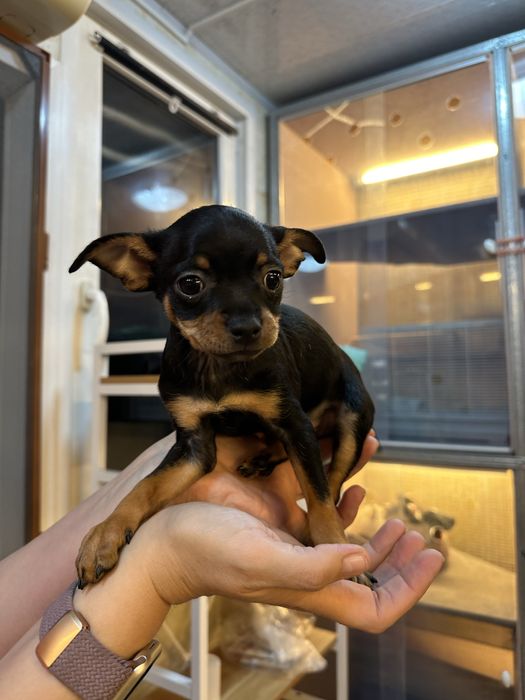 Зоогостиница передержка для домашних любимцев