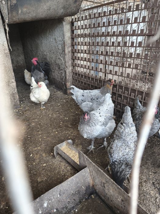 Vând 4 găini australorp albastru