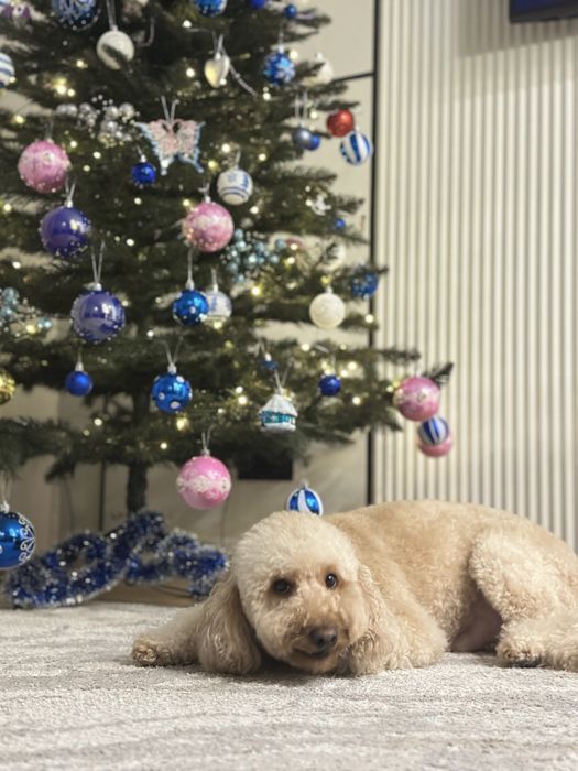 Мальтипу F1 2 года