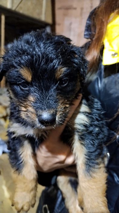 Щенки бесплатно .