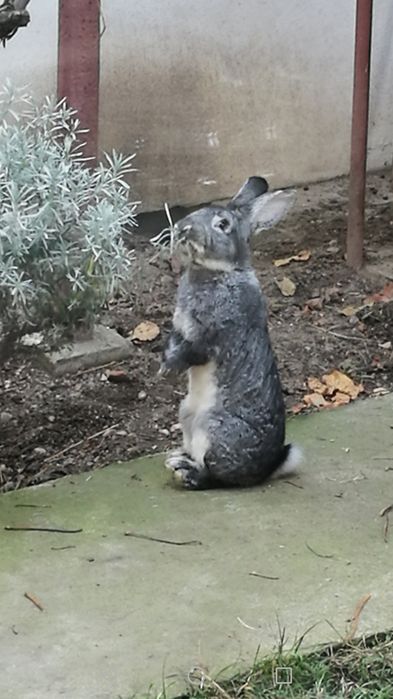 Iepuri rasa chinchilla mare