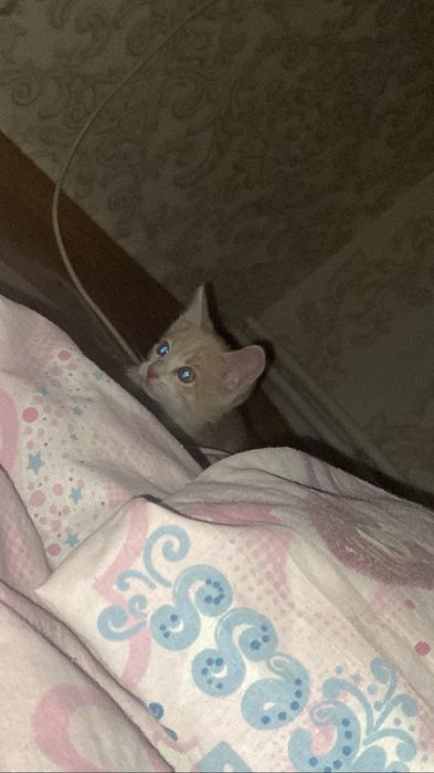 Котенок ищит дом