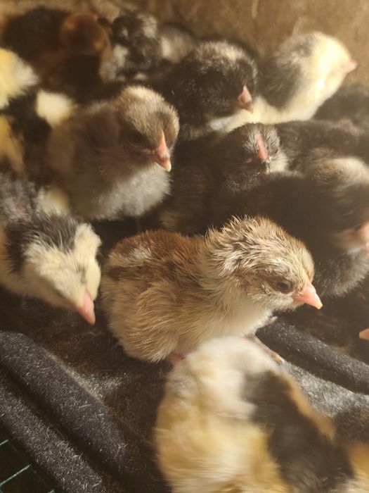 Суточные цыплята
