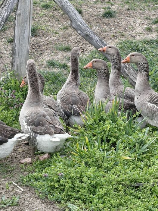 Gâște toulouse industrial
