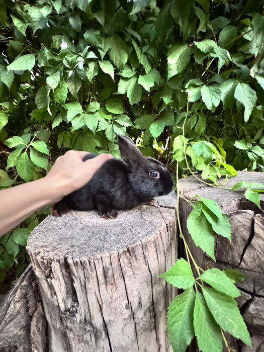 Продаются кролики  порода декоративный карликовый цветной кролик