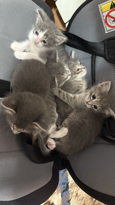 Отдам котят в добрые руки