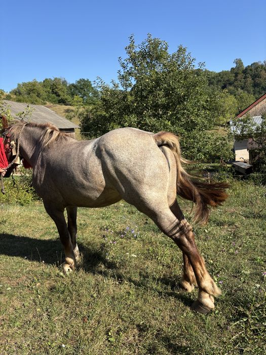 Vand mânză de 4/5 ani!