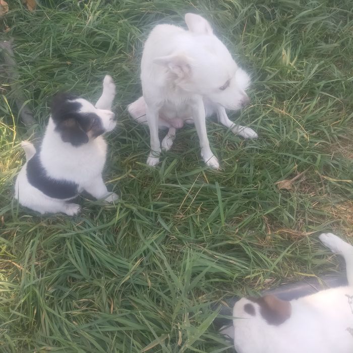 Продам двух щенков,очаровашка,Томас и Бони.