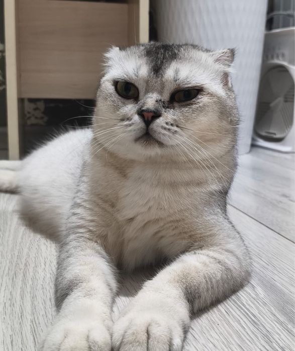 Продам красивую домашнюю кошку
