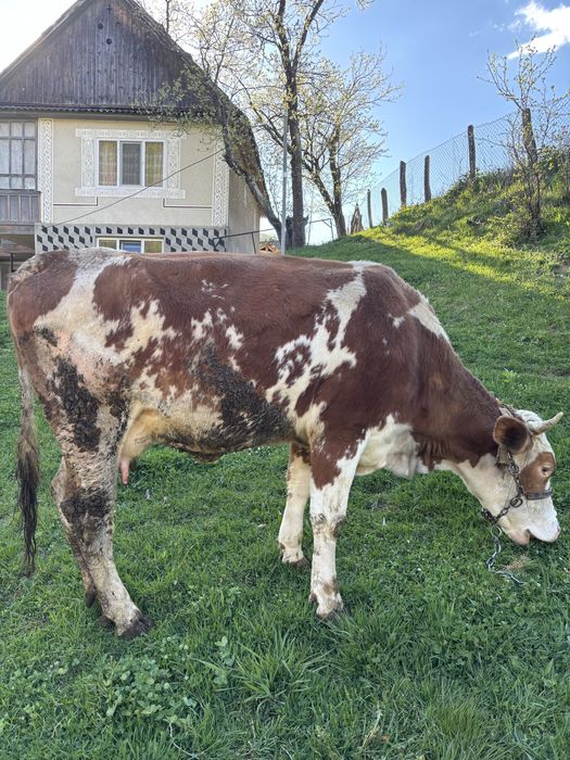 Vand vaca de 4 ani