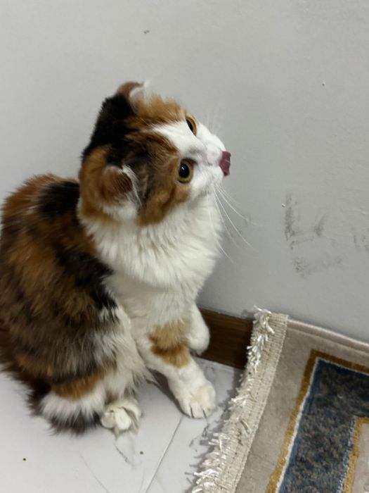 ищем кота для вязки)