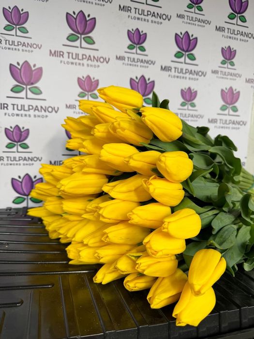 Тюльпаны крупные белорусские