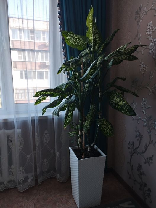 Продам Комнатные цветы