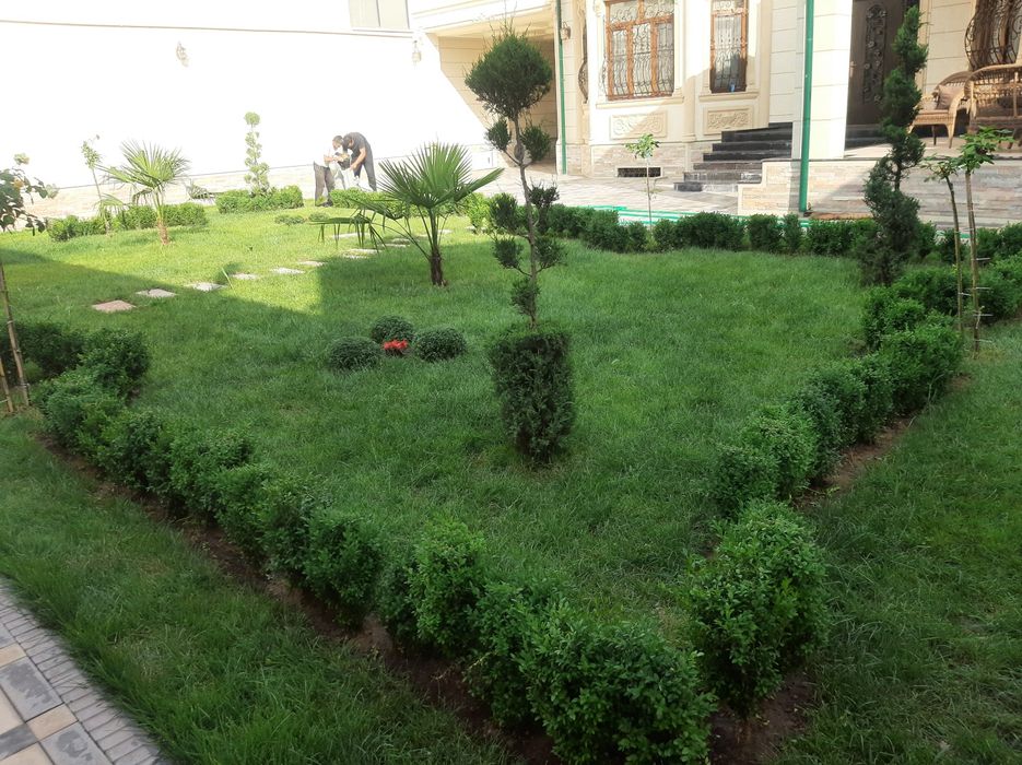 Gazon, рулон газон, арча, гул экамиз