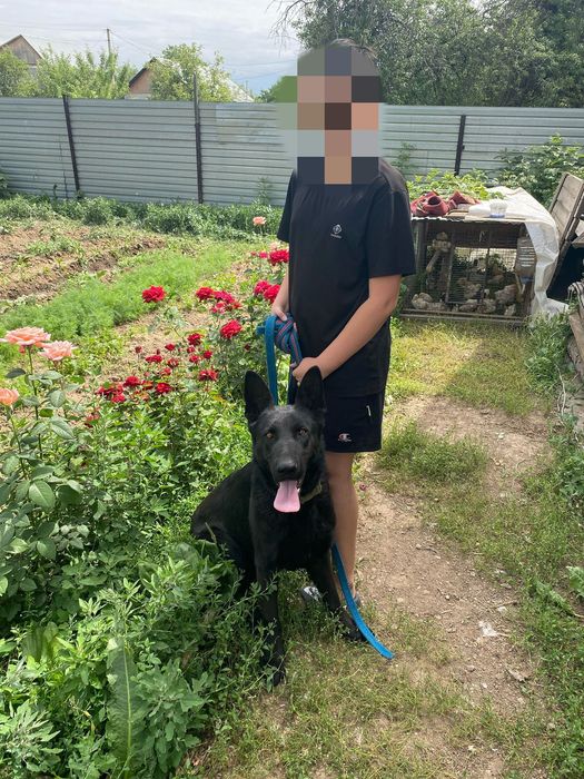 Вео ищеть себе невесту! НЕ ПРОДАЮ