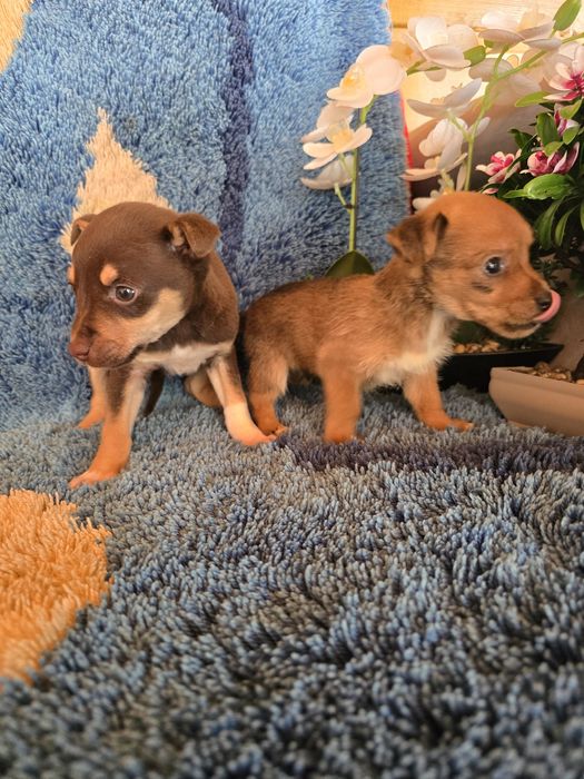 Мини чиху пинчери