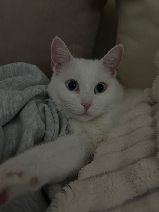 Отдаем в добрые руки