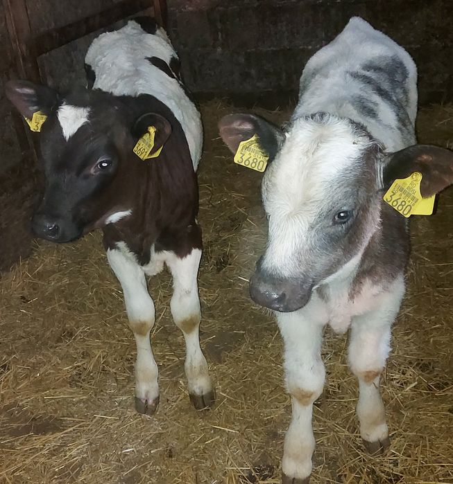 Vitei semi întărcați