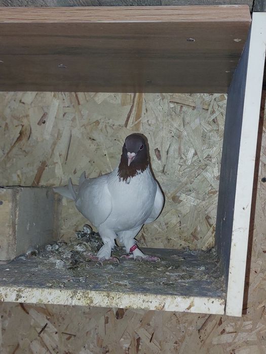 Кептер Құс Голуби