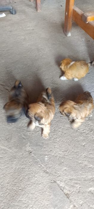 Vând cateii SHYH TZU