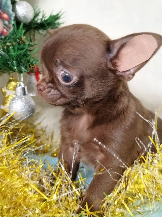 Чихуахуа миники шоколад