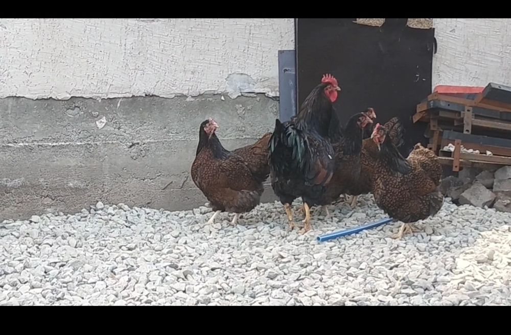 Барнавельдер сатылады