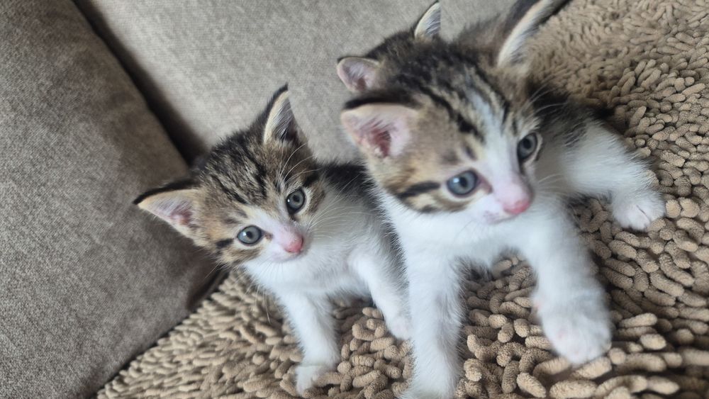 Отдам в добрые руки котят