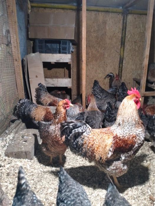 Билефильдер инкубациялық жұмыртқалары