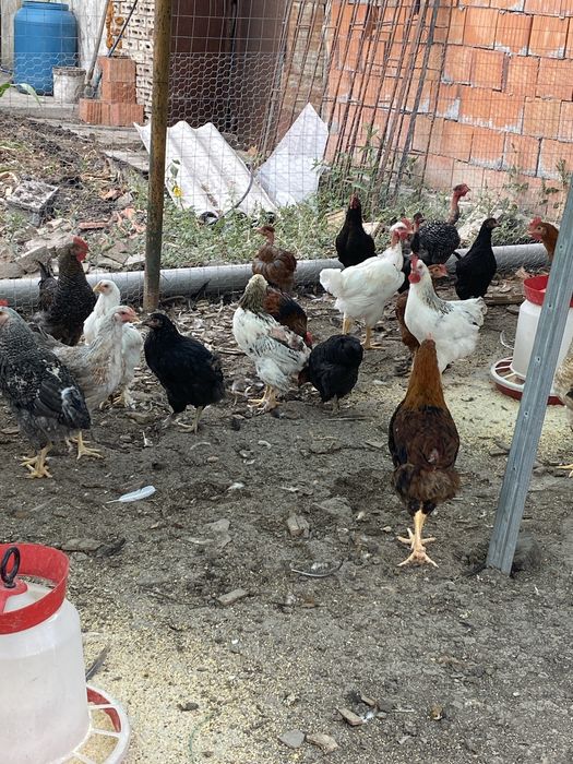 Vand cocosi 2,5-3 kg/bucata