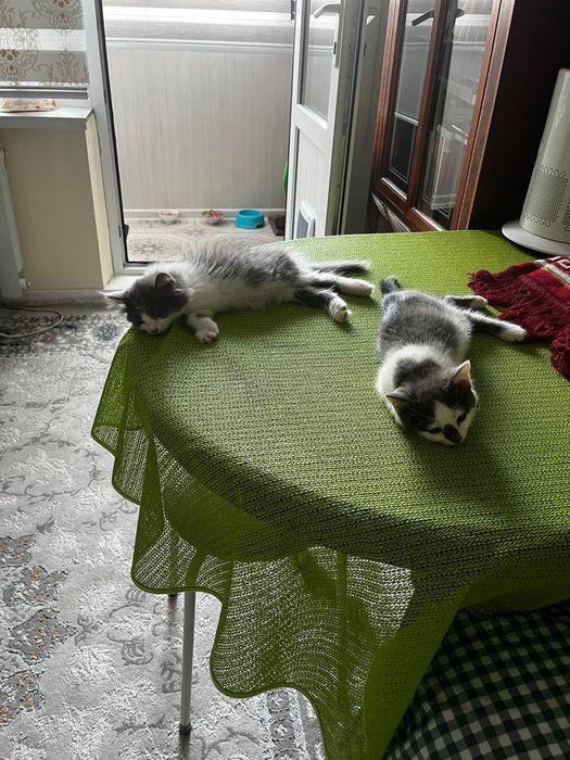 Отдам котят в добрые руки