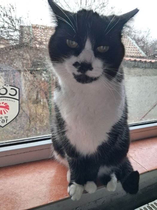 Хубавата Адолфина търси дом