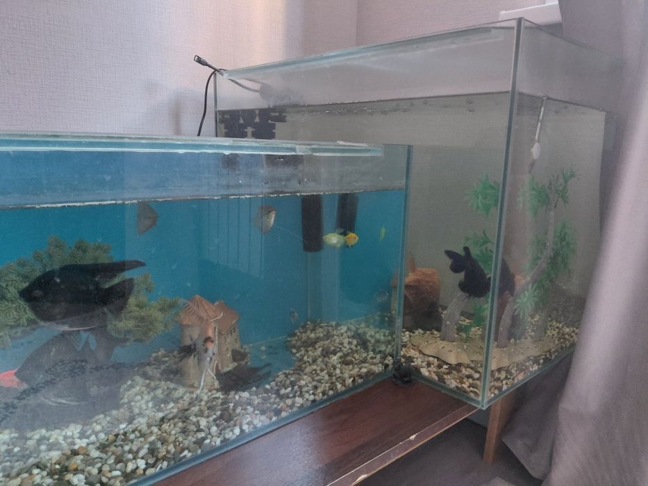 Продам аквариум с рыбками