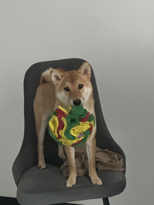 Сиба Ину, девочка