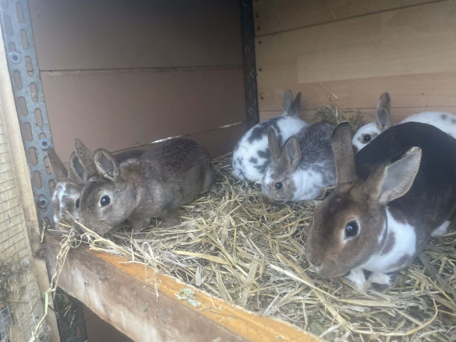 Iepuri diferite rase