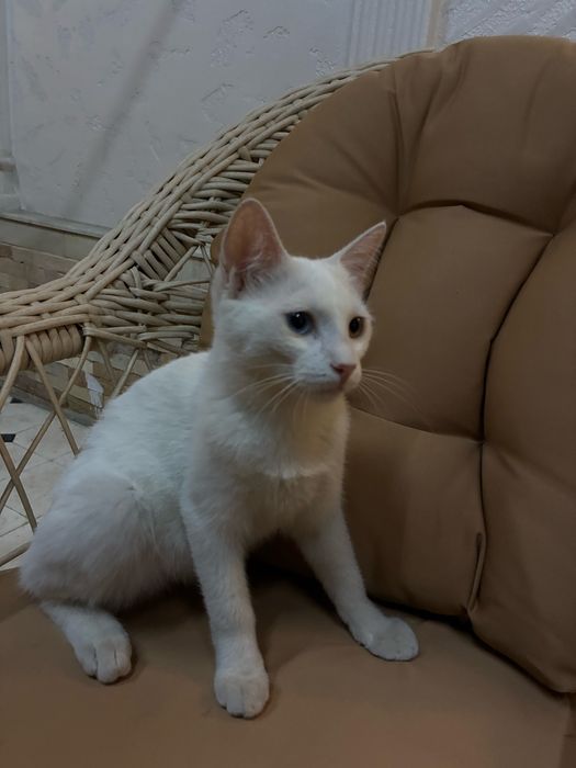 Кошка в добрые руки