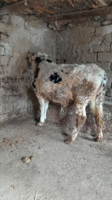 Еркек өгіз сатылады