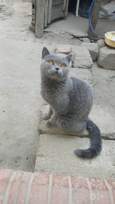 Умная девочка кошка
