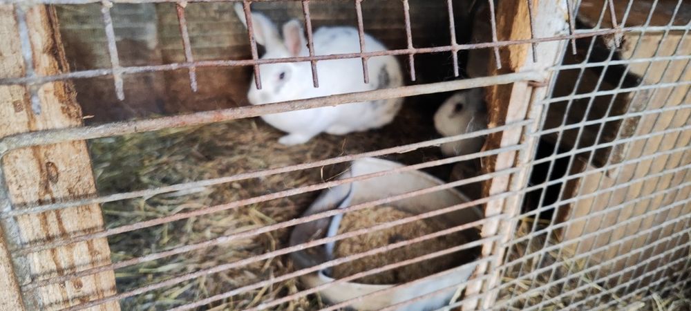 Кролики крупные на развод и мясом