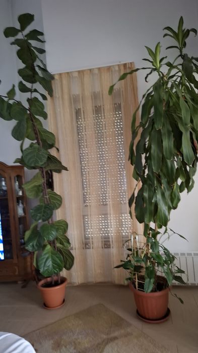 Plante interior - 3-4m