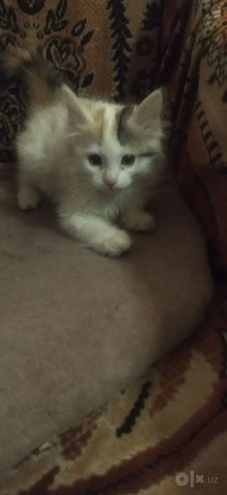Продаются котята, родились 6 сентября