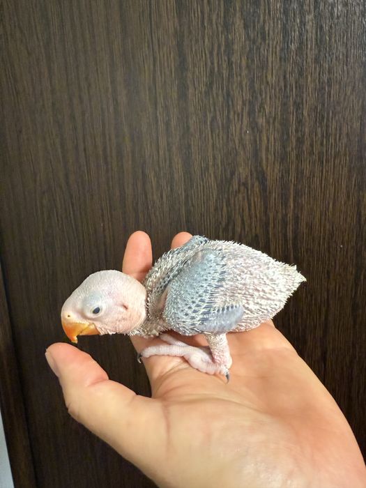 Pui blanzi 2025 papagali Marele Alexandru Alexander