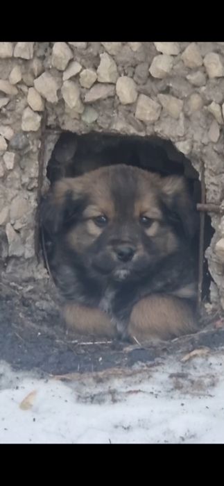 Ищу хозяина для щенка