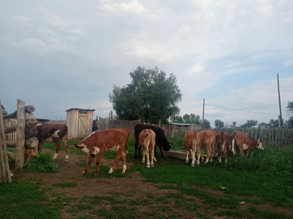 Теленки бұзаулар